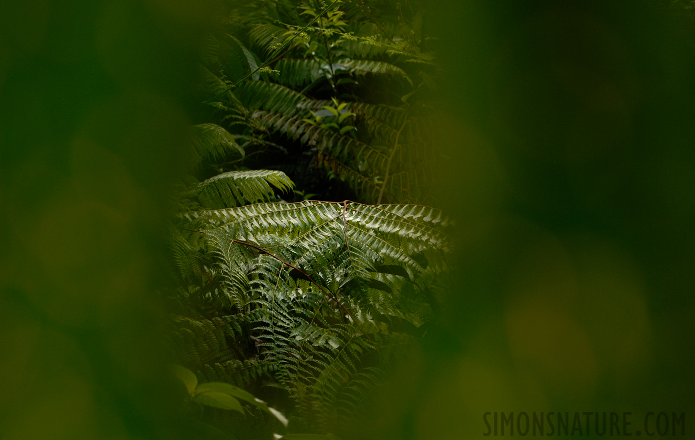 [105 mm, 1/100 Sek. bei f / 5.0, ISO 200]